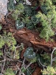 Cyclamen graecum graecum
