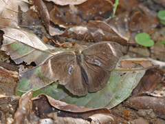 Mycalesis anaxias
