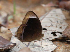 Mycalesis anaxias