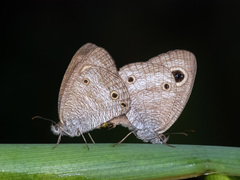 Ypthima pandocus