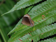 Mycalesis anaxias