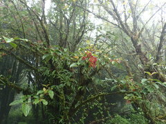 Viburnum cylindricum