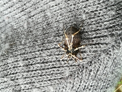 Egaenus convexus