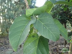 Sterculia ceramica