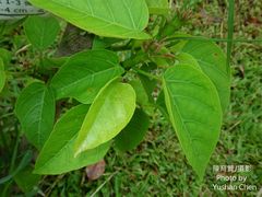 Sterculia ceramica