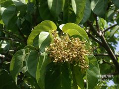 Sterculia ceramica