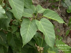 Sterculia ceramica