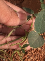 Fabaceae
