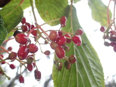 Viburnum cylindricum