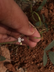 Fabaceae