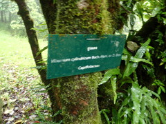 Viburnum cylindricum