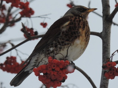 Turdus pilaris