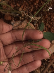 Fabaceae