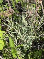 Cyphostemma omburense