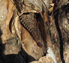 Ctenosaura flavidorsalis