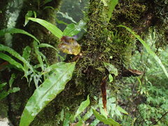 Lepisorus sublinearis