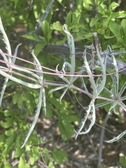 Cyphostemma omburense