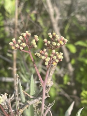 Cyphostemma omburense