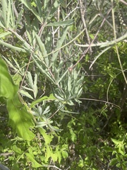 Cyphostemma omburense