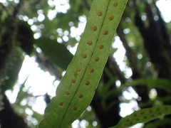 Lepisorus sublinearis