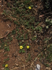 Tribulus terrestris