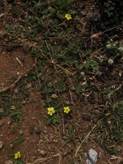 Tribulus terrestris