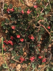 Indigofera linnaei