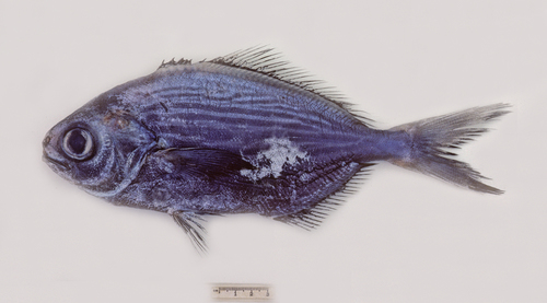 Silver warehou (Seriolella caerulea) — Centrolophidae — 2