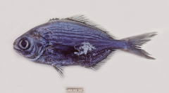Seriolella caerulea