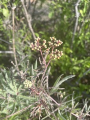 Cyphostemma omburense