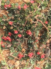 Indigofera linnaei