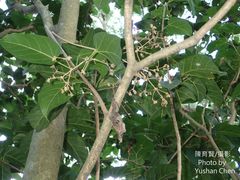 Sterculia ceramica