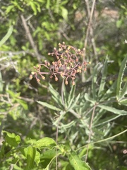 Cyphostemma omburense