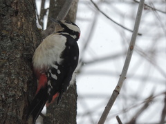 Dendrocopos major major