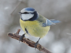 Cyanistes caeruleus caeruleus