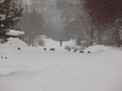 Columba livia domestica