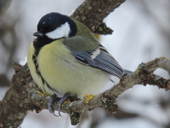 Parus major major