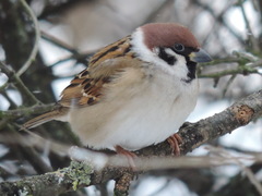 Passer montanus montanus