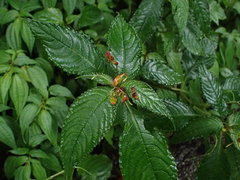 Impatiens longiloba