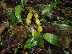 Coelogyninae