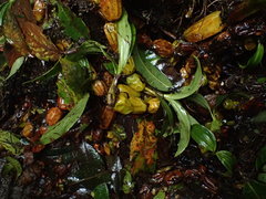 Coelogyninae