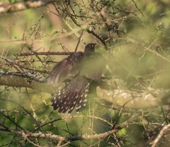 Cuculidae