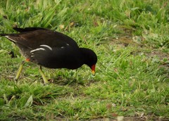 Gallinula chloropus