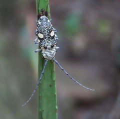 Zographus nivisparsus