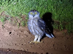 Ninox connivens peninsularis