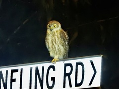 Ninox connivens peninsularis