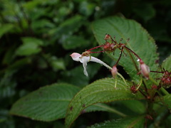 Impatiens radiata