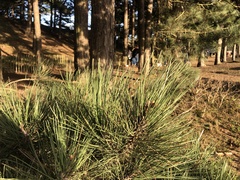 Pinus nigra laricio