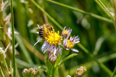 Colletes halophilus