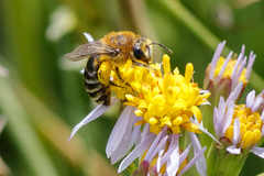 Colletes halophilus